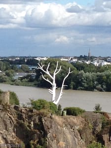 Le voyage à Nantes : un arbre peint en blanc